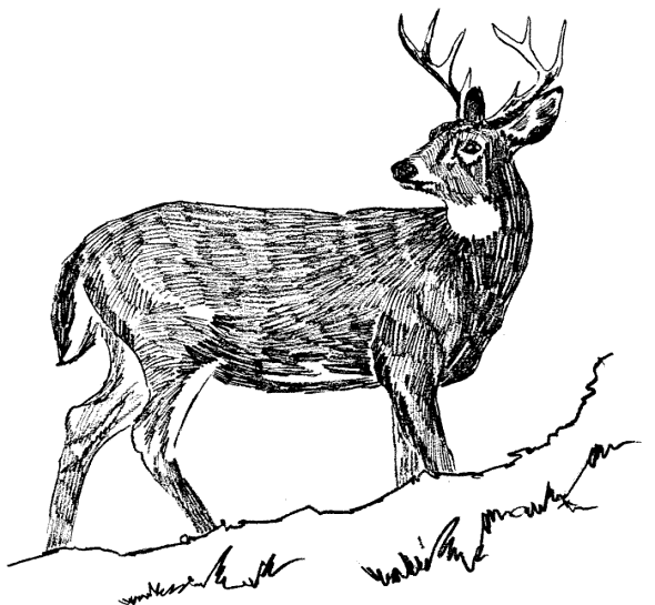 590x545 Whitetail Buck Deer Sketch - Whitetail Sketch