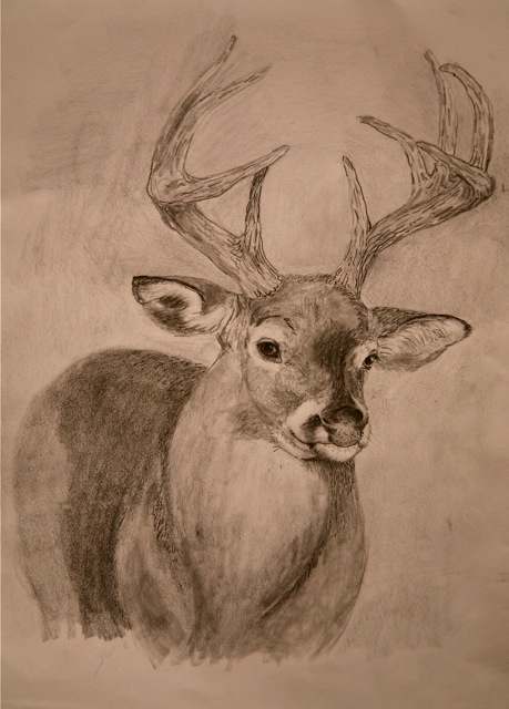 459x640 Whitetail Deer Parish Galleries - Whitetail Sketch