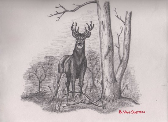 550x400 Whitetail Deer Sketch - Whitetail Sketch