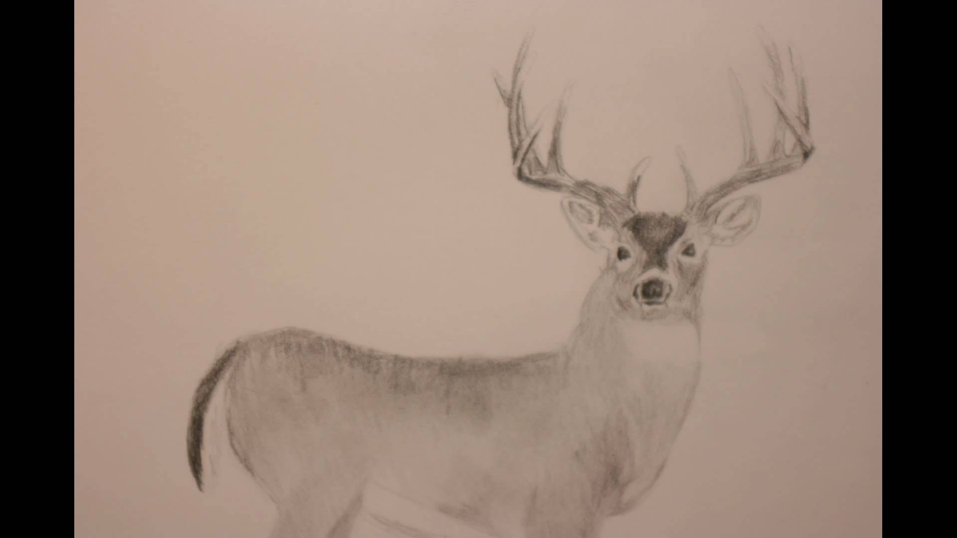 1920x1080 How To Draw A Whitetail Deer 3 (The Easy Way) - Whitetail Sketch