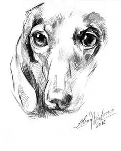 Download Wiener Dog Sketch at PaintingValley.com | Explore collection of Wiener Dog Sketch