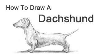 320x180 How To Draw A Dog (Dachshund) - Wiener Dog Sketch