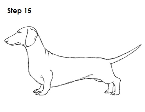 500x386 How To Draw A Dog (Dachshund) - Wiener Dog Sketch