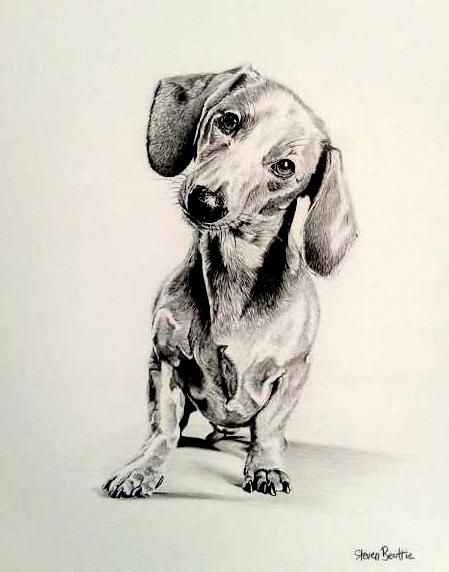 449x572 Drawing Sausage Dogs - Wiener Dog Sketch