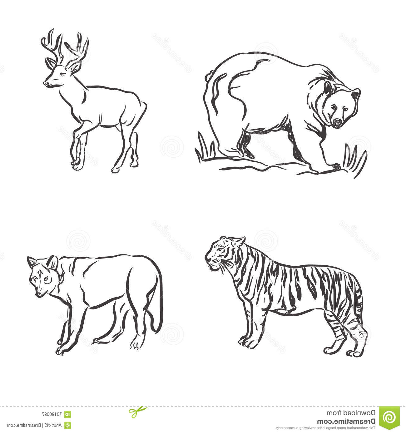 Get Wild Animals Pictures Drawing Pictures