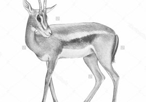 300x210 Pencil Sketches Of Wild Animals Sketches Of Wild Animals - Wild Animals Sketch