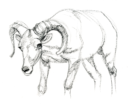 500x405 Fast At The San Diego Wild Animal Park And The Zoo And - Wild Animals Sketch