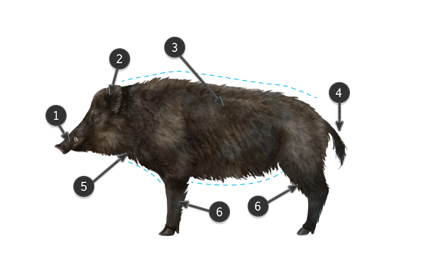 600x378 How To Draw Animals Domestic Pigs, Wild Boars, And Warthogs - Wild Boar Sketch