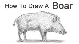 320x180 How To Draw A Boar - Wild Boar Sketch