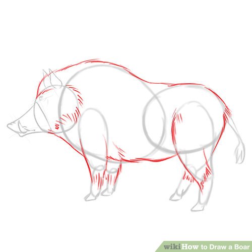 500x500 How To Draw A Boar 6 Steps (With Pictures) - Wild Boar Sketch