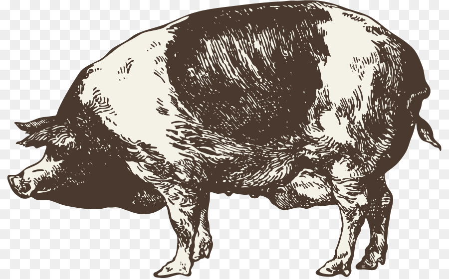 900x560 Infographic Chart Graphic Design - Wild Boar Sketch