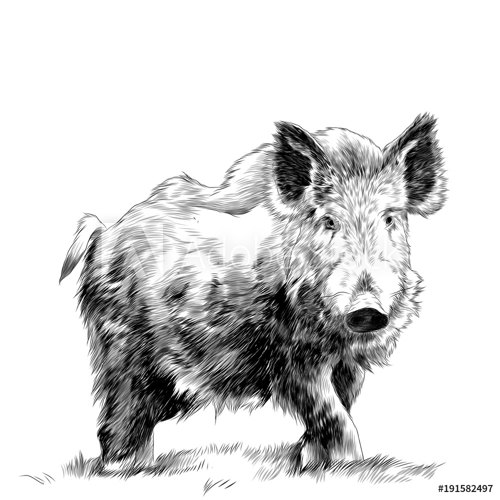 Wild Boar Sketch at PaintingValley.com | Explore collection of Wild ...