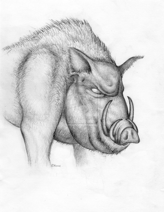 570x735 Pig Wild Boar Art Pencil Drawing Signed Hq A4 Print Etsy - Wild Boar Sketch