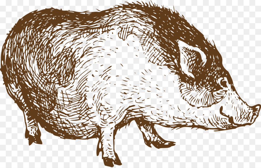 900x580 Sheep Wild Boar Lamb And Mutton Drawing - Wild Boar Sketch