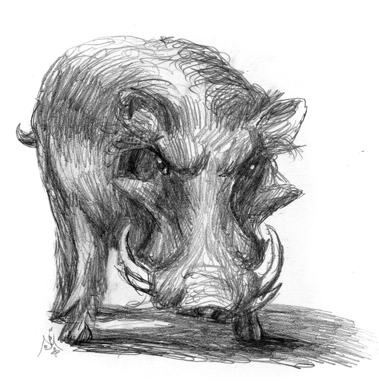 774x800 The Wild Boar Jef Murray Studios - Wild Boar Sketch