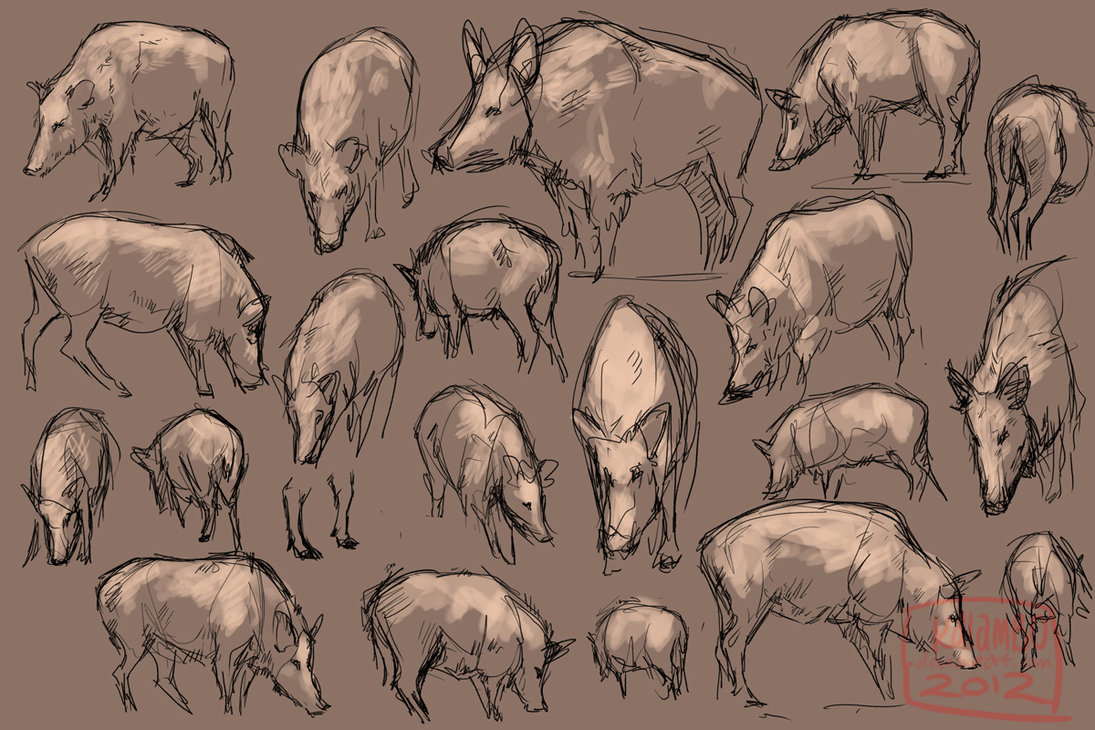 1095x730 Wild Boar Studies By Kalambo - Wild Boar Sketch