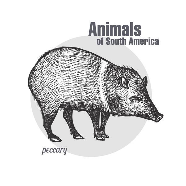 600x600 Wild Boar Hand Drawing Sketch Vector Free Download - Wild Boar Sketch
