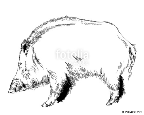 500x400 Large Wild Boar Drawn In Ink Freehand Sketch Logo Stock Photo And - Wild Boar Sketch
