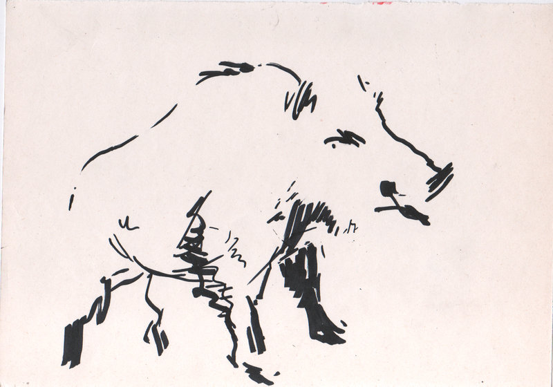 800x560 Wild Boar By Dartgarry - Wild Boar Sketch