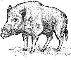 243x208 Wild Boar Drawing - Wild Boar Sketch