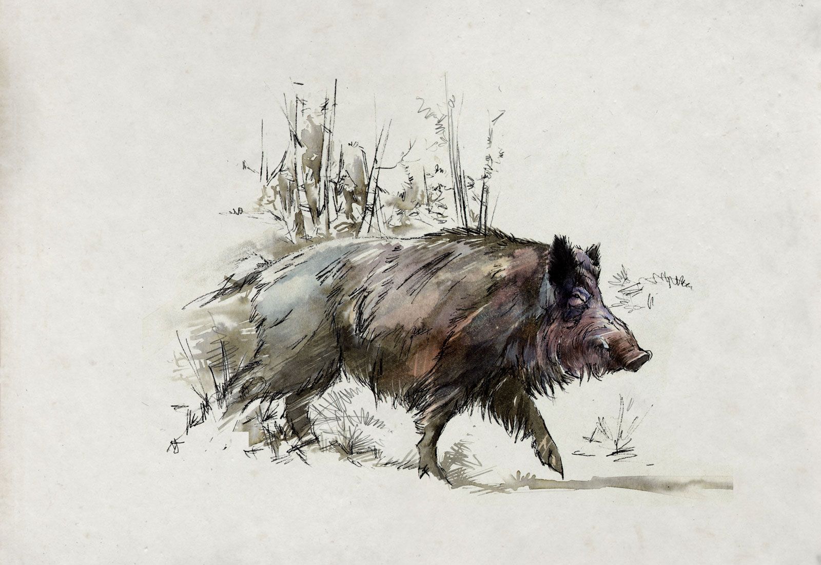 1600x1100 Wild Boar Drawings - Wild Boar Sketch