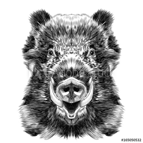 500x500 Wild Boar Muzzle With Fangs Sketch Vector Graphics Black And White - Wild Boar Sketch