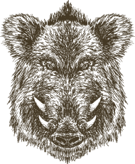 190x231 Hand Drawn Animal Wild Boar Sketch Vector Image By Andriy - Wild Boar Sketch