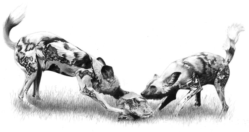 840x447 African Wild Dogs 15 Hours , Hb And 2b Pencils, A4 Paper First - Wild Dog Sketch