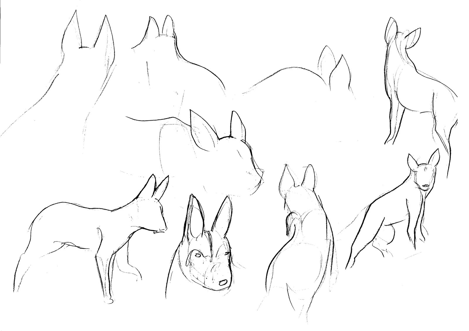 1600x1131 African Wild Dog Sketches By Adele Waldrom - Wild Dog Sketch