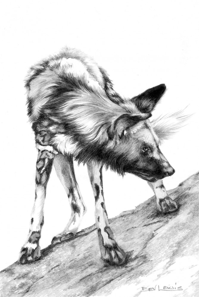668x996 Bev Lewis - Wild Dog Sketch