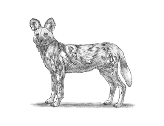 550x425 Home - Wild Dog Sketch
