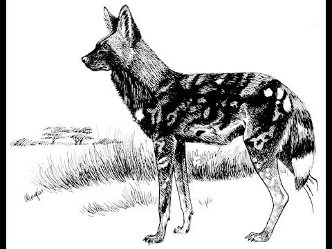 480x360 How To Draw African Wild Dog Pencil Drawing Step By Step - Wild Dog Sketch
