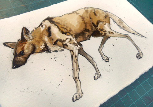 500x350 Latest African Wild Dog Gifs Find The Top Gif On Gfycat - Wild Dog Sketch