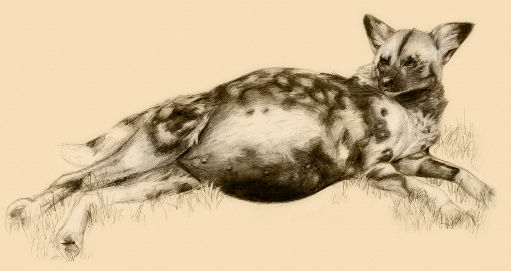 1024x543 Pregnant African Wild Dog By Littlepolka - Wild Dog Sketch