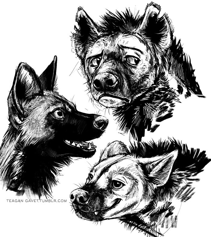 700x788 Some Hyenas And An African Wild Dog I Sketched - Wild Dog Sketch