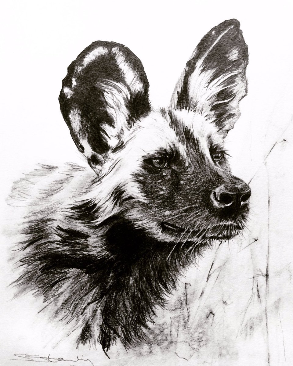 960x1200 Sophie Standing Art On Twitter African Wild Dog Graphite Drawing - Wild Dog Sketch