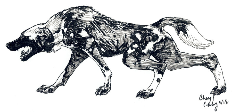 900x436 Submissive African Wild Dog By Silvercrossfox - Wild Dog Sketch