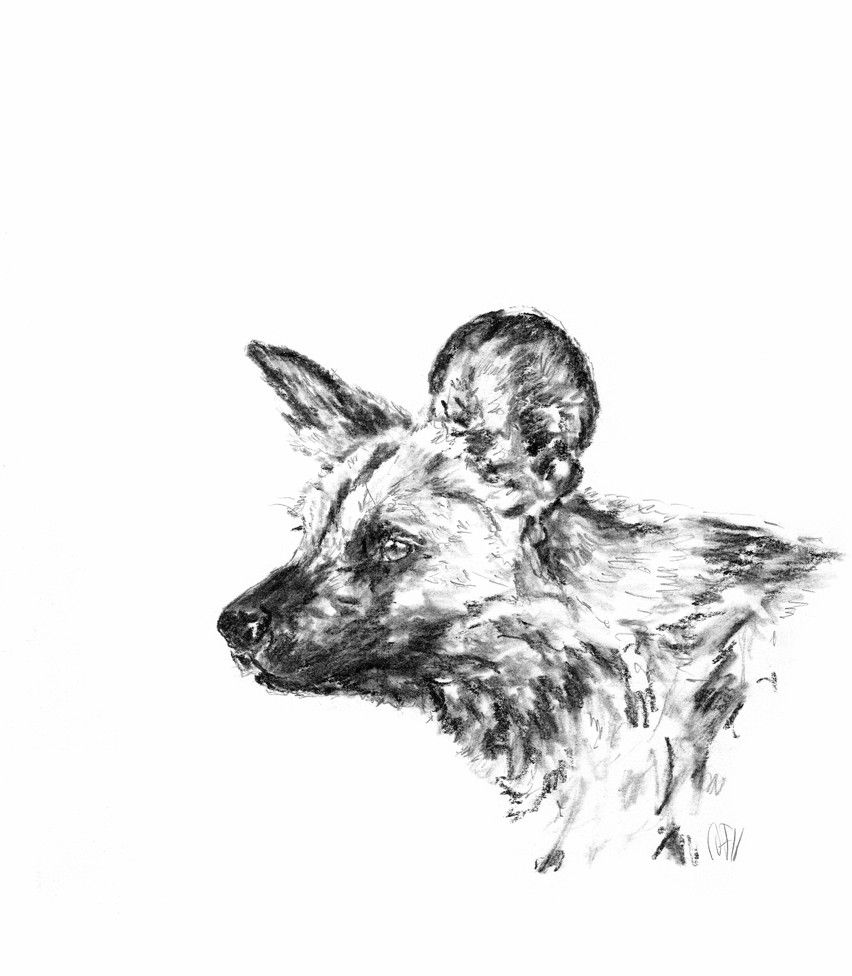 852x976 Wild Dog - Wild Dog Sketch