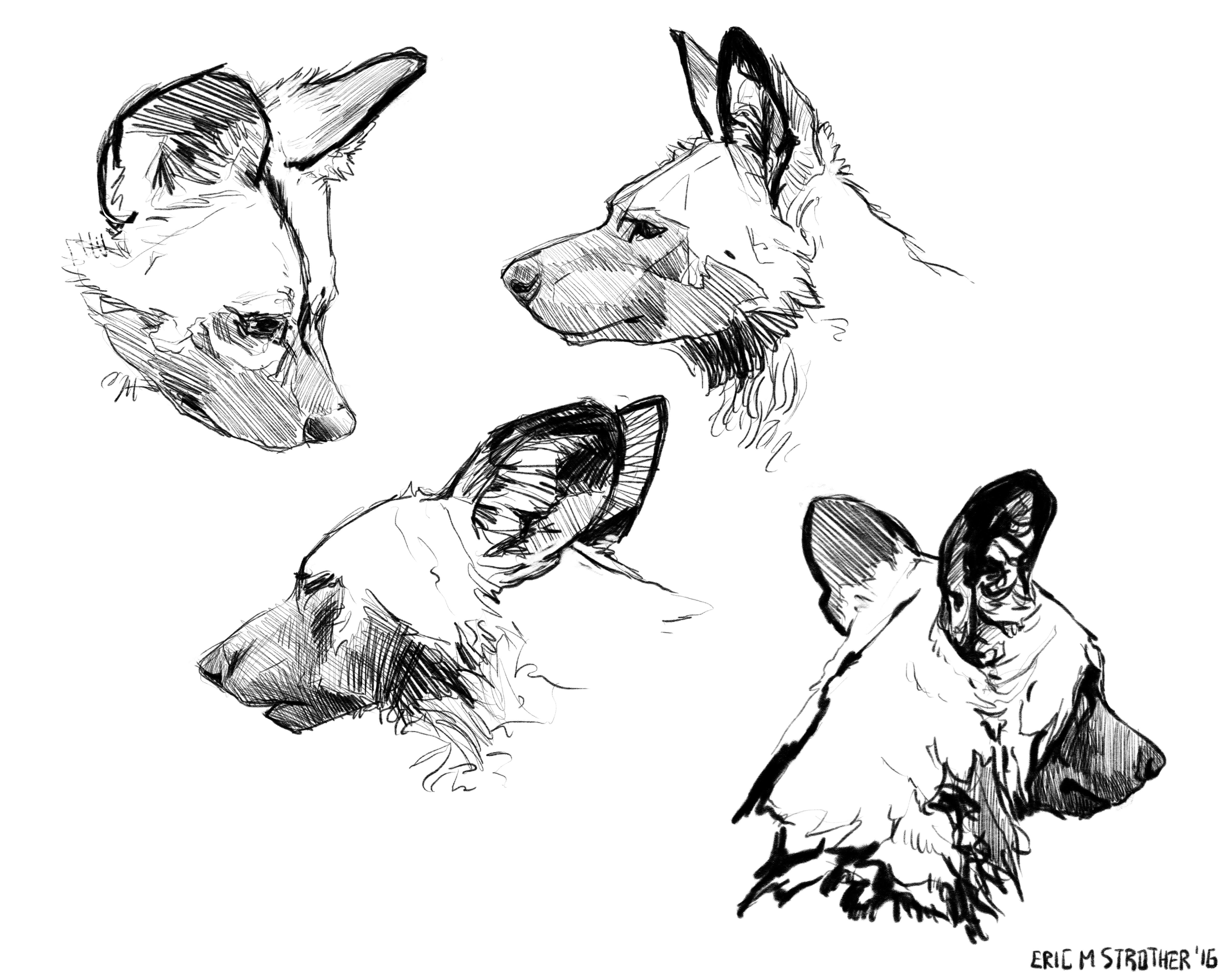 5000x4000 Wild Dog Studies Weasyl - Wild Dog Sketch