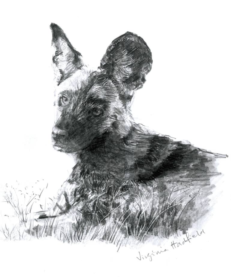 770x923 Wild Dog Drawing By Virginia Hadfield Saatchi Art - Wild Dog Sketch
