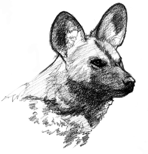 500x517 Wild Dog Head Susan Fox - Wild Dog Sketch