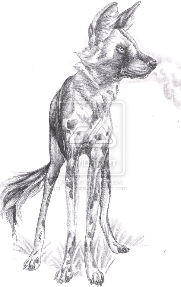 600x949 African Wild Dog Sketch - Wild Dog Sketch