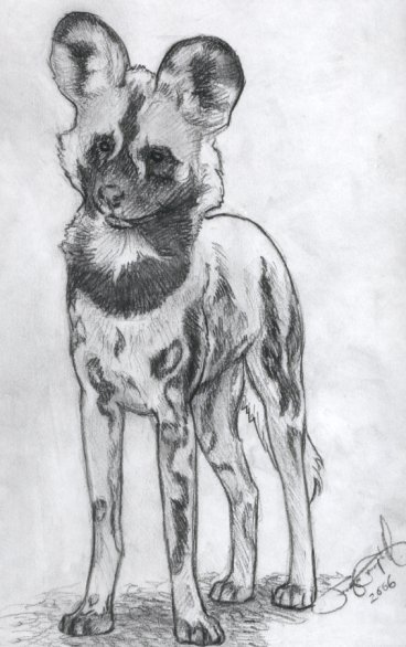 368x586 African Wild Dog By Greyviolett - Wild Dog Sketch