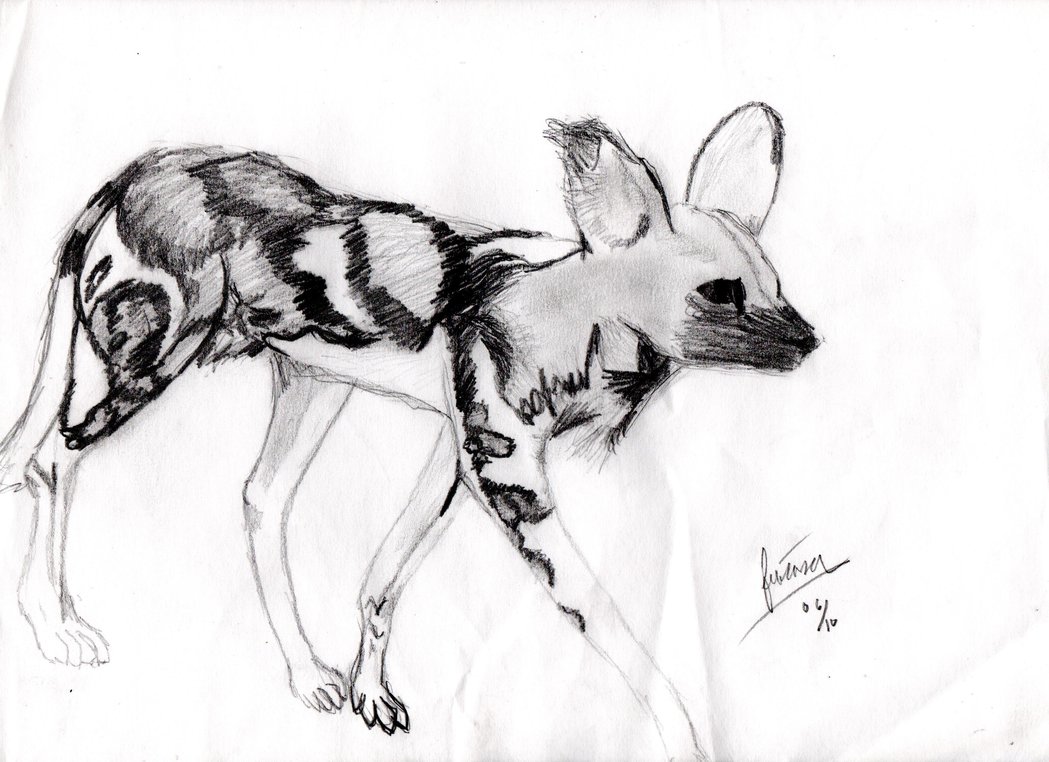 1049x762 African Wild Dog Sketch By Fenrira - Wild Dog Sketch