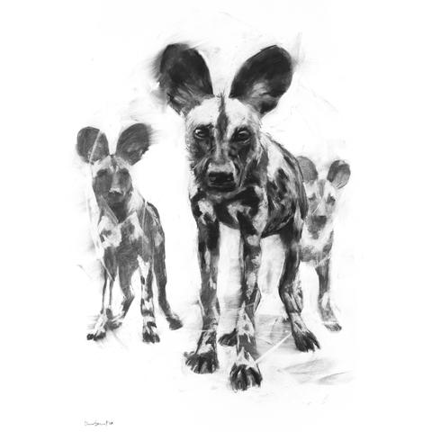 480x480 African Wild Dog Duncan Stewart Fine Art - Wild Dog Sketch