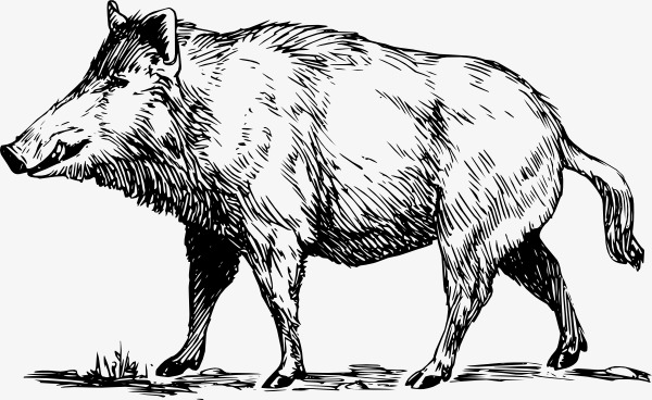 600x368 Hand Painted Wild Boar, Vector, Animal, Sketch Png And Vector For - Wild Hog Sketch