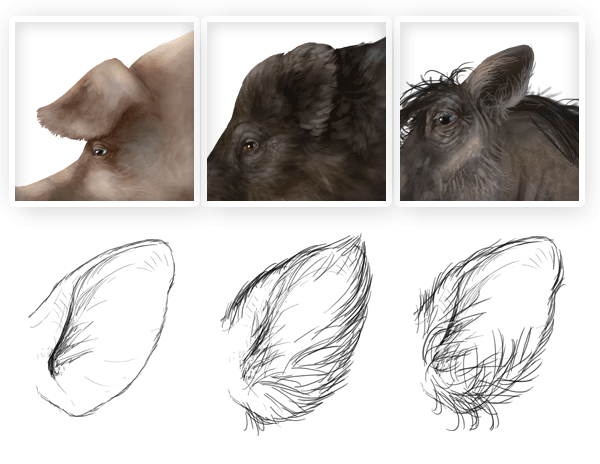 600x464 How To Draw Animals Domestic Pigs, Wild Boars, And Warthogs - Wild Hog Sketch
