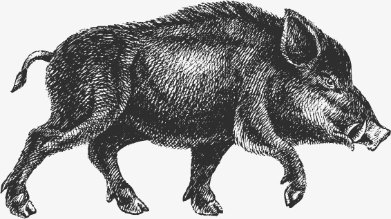 566x317 Vector Sketch Wild Boar, Sketch Vector, Sketch, Boar Png And - Wild Hog Sketch