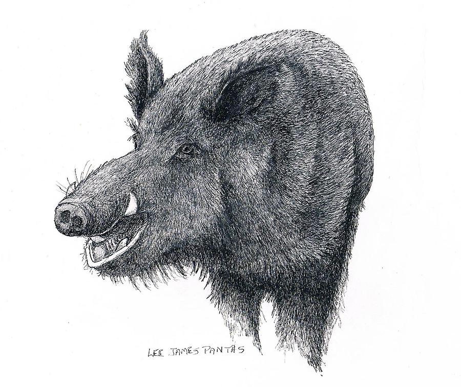 900x757 Wild Boar Drawing By Lee Pantas - Wild Hog Sketch