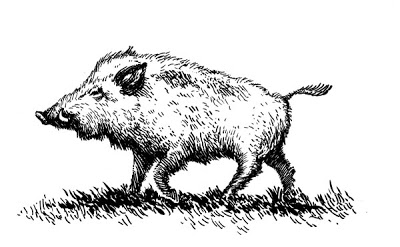 400x247 Wild Boar Face Drawing - Wild Hog Sketch